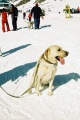 Собака породы лабрадор (внук собаки президента Путина). Поселок Домбай, Карачаево-Черкессия.
