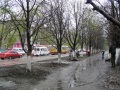 Уборка мусора и побелка деревьев. Каштановая аллея". Заводской район, Саратов. 