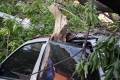 Улица 53-я Стрелковая дивизия. Дерево упало на стоящие рядом автомобили. 
