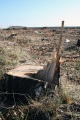 Уничтоженный участок лесополосы. Трасса на Усть-Курдюм, Саратовский район. 