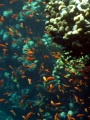 Подводный мир египетского побережья. 