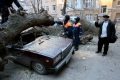 Упавшее старое дерево придавило две машины.Улица Сакко и Ванцетти, Саратов. 