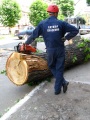 На ул. Советская упало старое дерево. Пострадали три легковых автомобиля. Саратов.