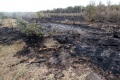 Последствия лесного пожара у села Алексеевка. Базарно-карабулакский район, Саратовская область.