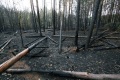 Последствия лесного пожара у села Алексеевка. Базарно-карабулакский район, Саратовская область.