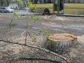 На пр. Строителей спилили несколько десятков деревьев. Саратов.