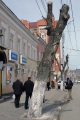 Обрезка деревьев. Улица Горького, Саратов.