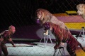 Национальный цирк Египта, аттракцион "Нильские львы и бенгальские тигры". Дрессировщик Хамада Кута. Саратов.