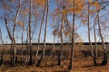 Осень. Саратовская область.