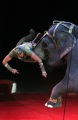 "Карнавал слонов" - программа под руководством Андрея Дементьева-Корнилова. Саратовский цирк.
